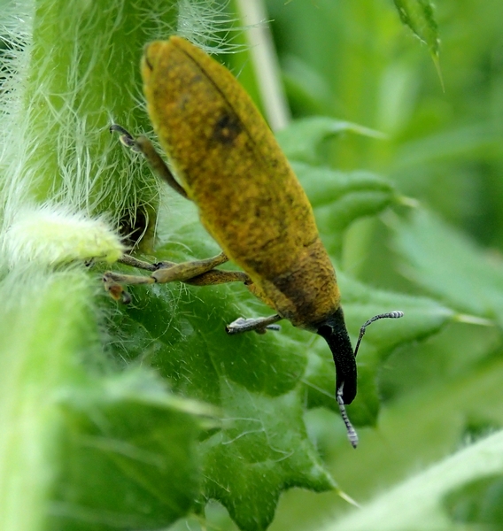 Lixus? - Lixus pulverulentus (Curculionidae)